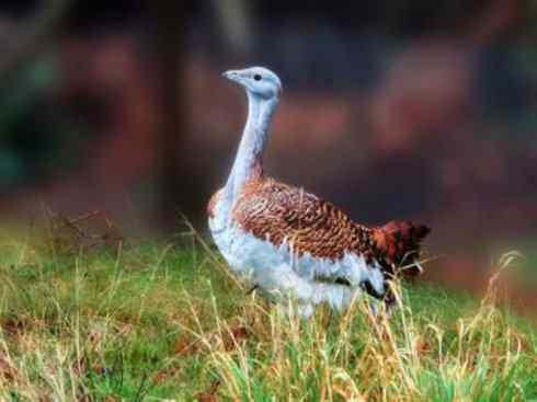 鸟类之最：大鸨