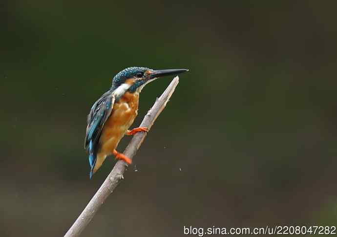 224.可爱小翠---翠鸟之吻