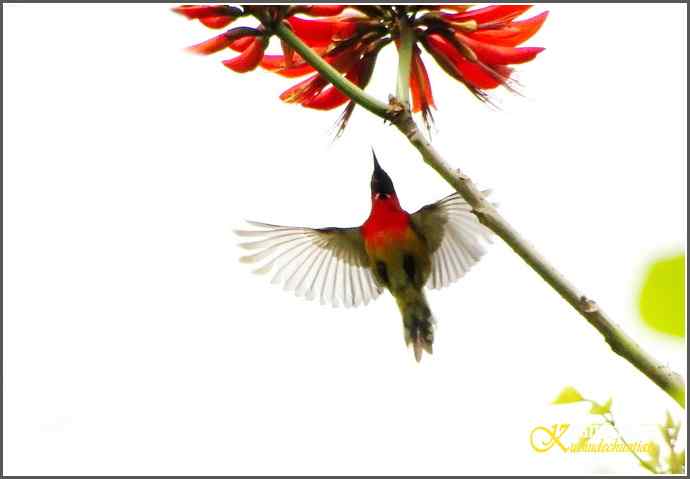 飞翔的鈥溙裟疋潯菊掌
