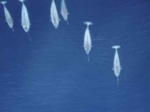 独角兽：传说的兽原型探秘（独角鲸）