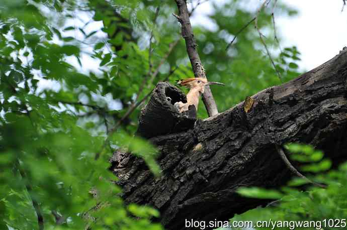 北京天坛公园的鸟类——父母的艰辛、儿女的期盼