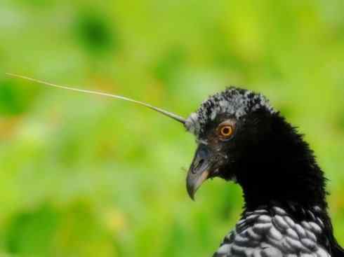 欣赏：美丽的雁鸭