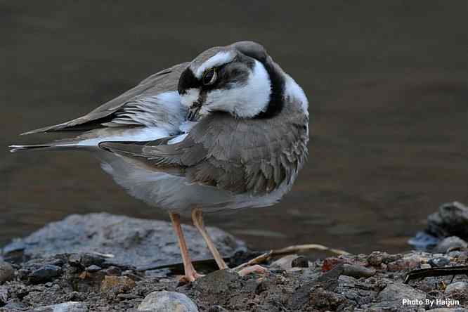 鸟为悦己者容(长嘴剑鸻梳妆)