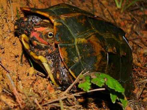 玄武：传说的兽原型探秘（潮龟）