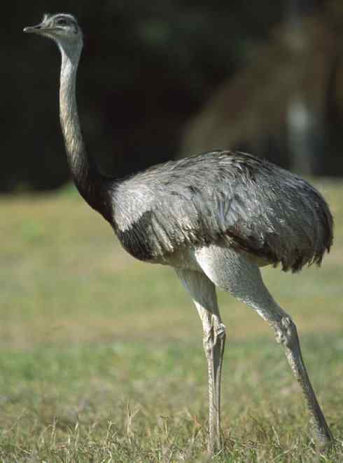 家禽驯化之源之十二 家禽驯化之源之十二