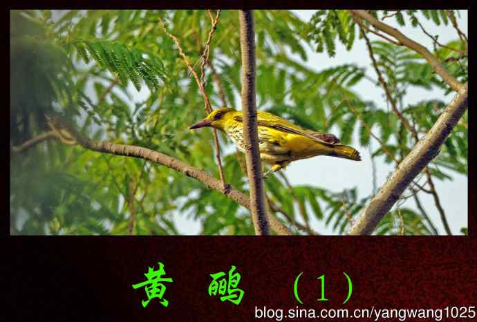 黄鹂（1）