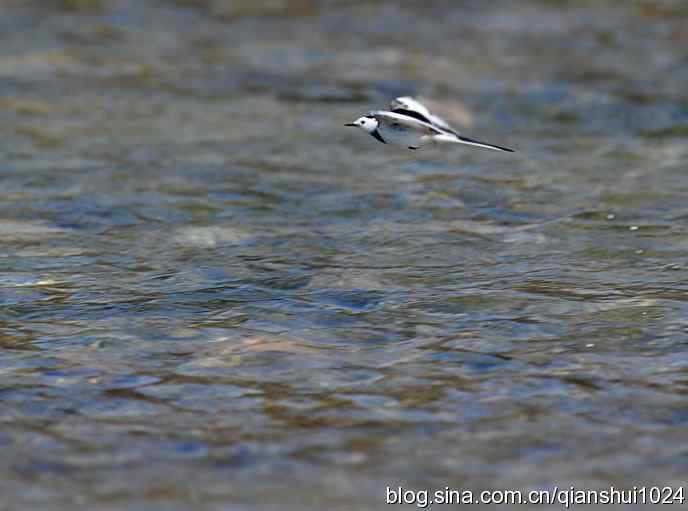 生境鸟片.风景独好
