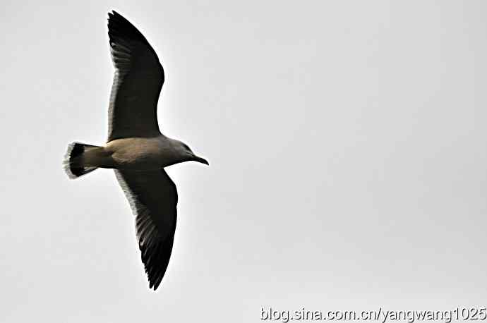 飞（海鸥）8