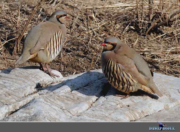 龙年鸡翔：初四拍石鸡