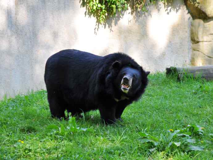 盘点十二大著名食蚁动物:懒熊 盘点十二大著名食蚁动物:懒熊