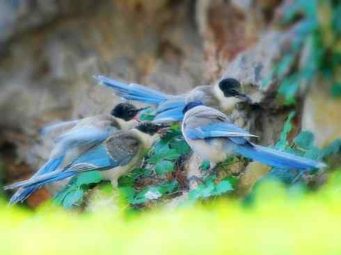 美丽无罪：雀鸟之绿鹊