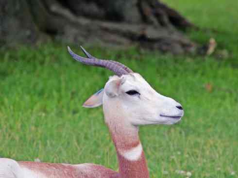 麒麟：传说的兽原型探秘（鹿羚）