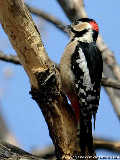 植物园里的大斑啄木鸟