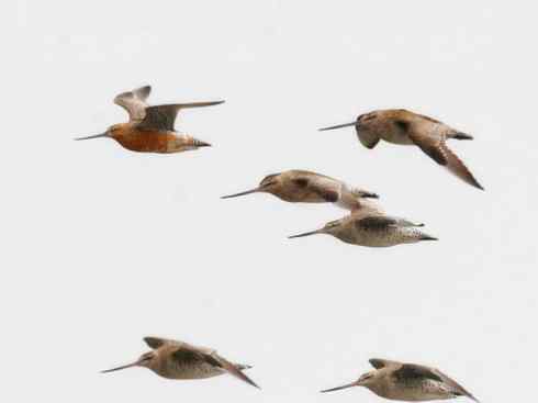 鸟类之最：斑尾滕鹬