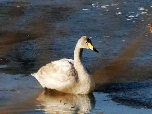 雁鸭之最之三 雁鸭之最之三