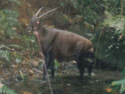 麒麟：传说的兽原型探秘（紫羚）