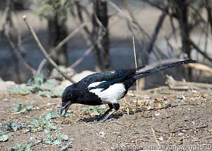 舒适的淋浴（花喜鹊）
