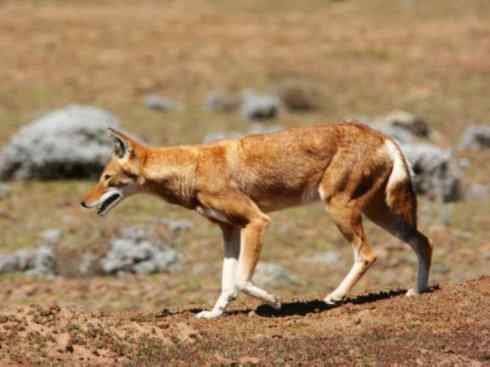 犬科:犬亚科犬属之西门豺、侧纹豺(胡狼类) 犬科:犬亚科犬属之西门豺、侧纹豺(胡狼类)