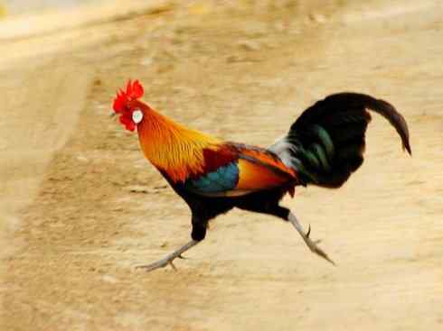 凤凰：传说的鸟原型探秘（原鸡）