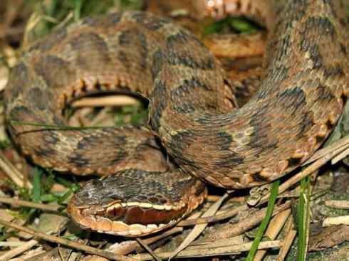 龙：传说的兽原型探秘（蝮蛇类）