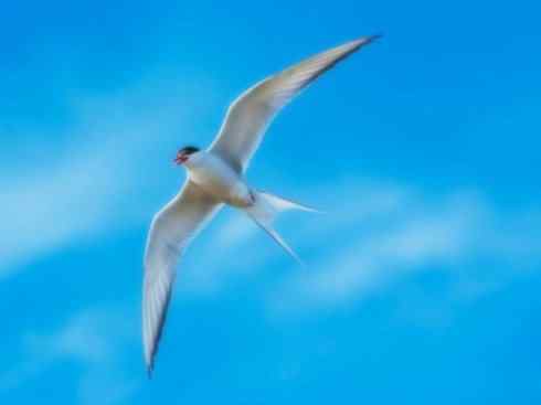 自然奇观：动物大迁徙(燕鸥类)