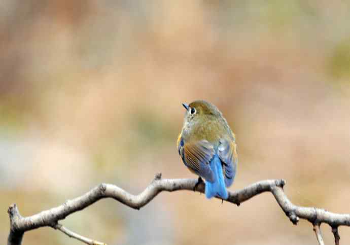 雌性红胁蓝尾鸲(15) 雌性红胁蓝尾鸲(15)