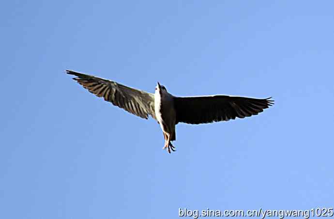 飞(夜鹭)1 飞(夜鹭)1