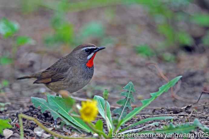 红喉歌鸲(11) 红喉歌鸲(11)