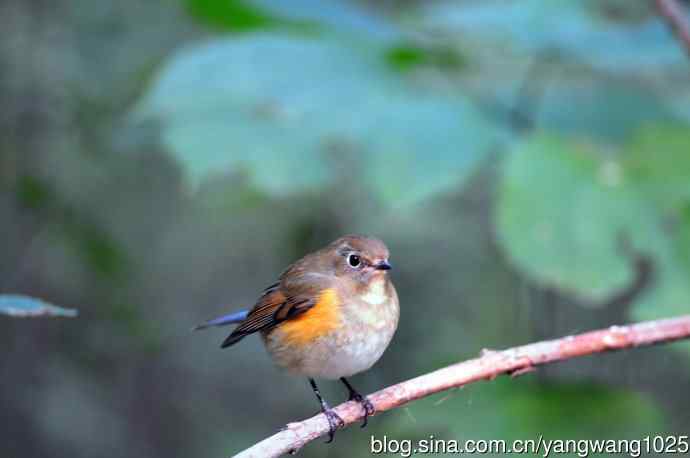 雌性红胁蓝尾鸲（61）