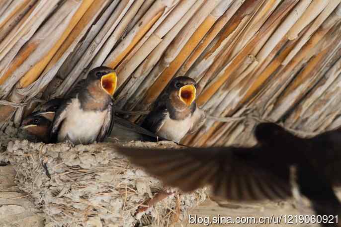 家燕育雏