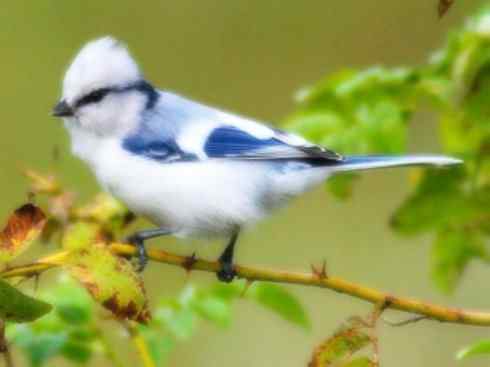 白头鸟系列:另类的美丽6 白头鸟系列:另类的美丽6