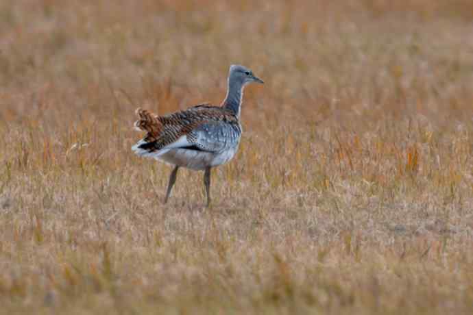 克旗草原 wbr邂逅大鸨