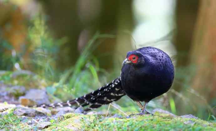 台湾特有鸟类——黑长尾雉（帝雉）