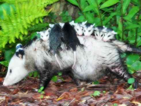 动物世界：山寨还是原创之十一