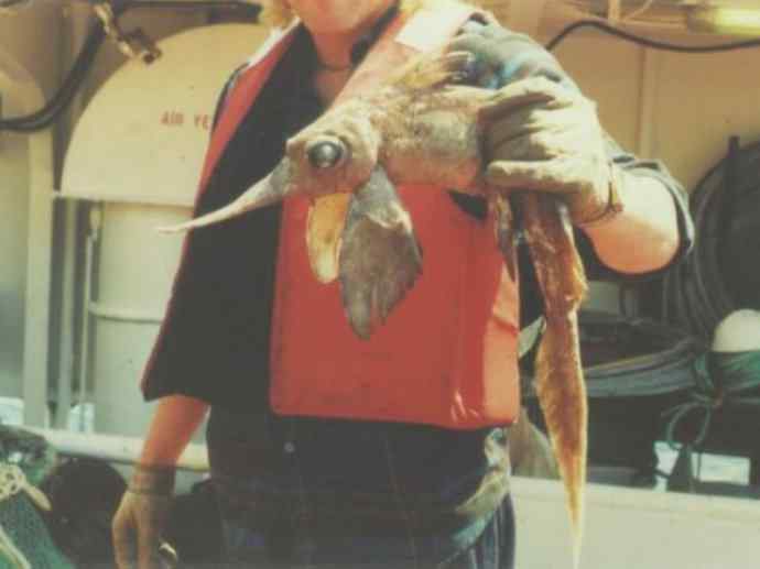 鱼类活化石：长吻银鲛