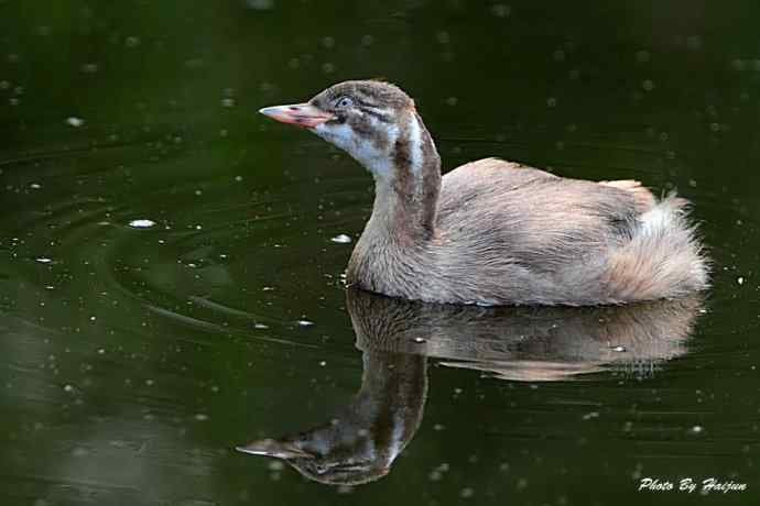 鸟鸟平等 wbr wbr决不搞鸟族歧视