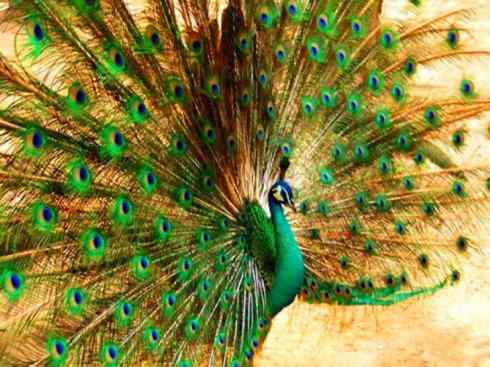 凤凰：传说中的鸟原型探秘（孔雀）