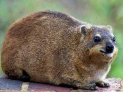 动物世界：山寨还是原创之十