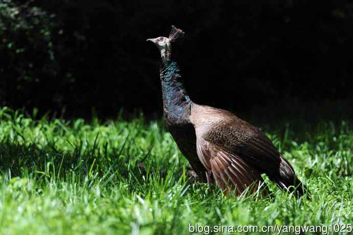 母与子（蓝孔雀）