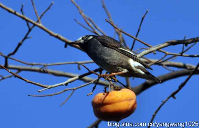 灰椋liang鸟