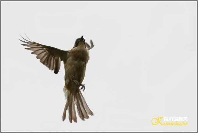 一组高光鈥湴淄佛氢潯菊掌