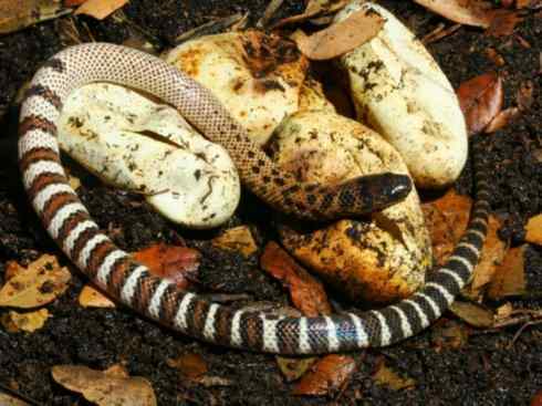 龙：传说的兽原型探秘（澳洲眼睛蛇类）