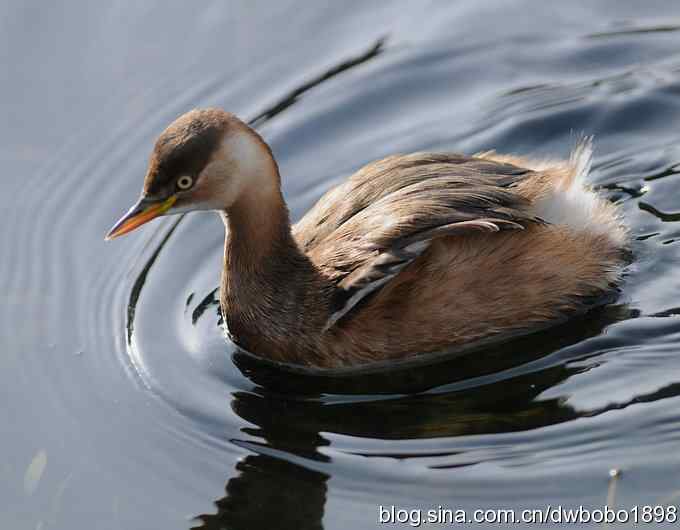 山光悦鸟性 wbr偶心竞翔飞 山光悦鸟性 wbr偶心竞翔飞