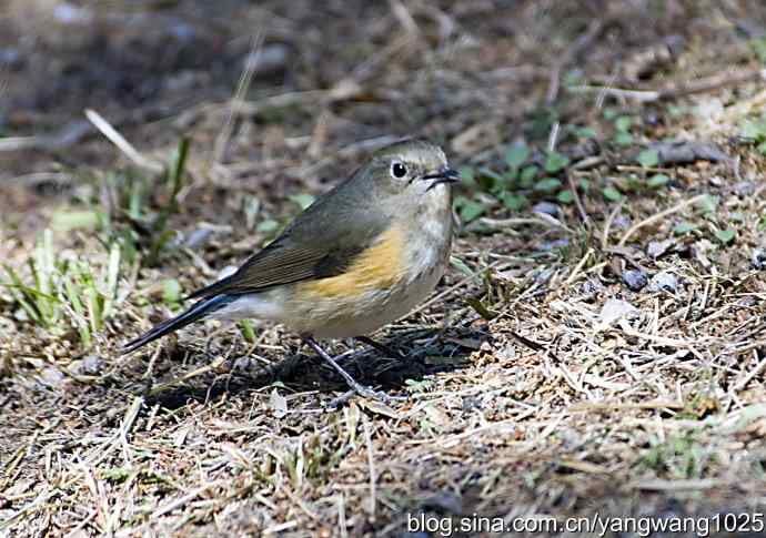 自然和谐的日坛公园（雌性红胁蓝尾鸲）