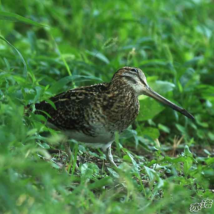 圆明园&nbsp;wbr路&nbsp;wbr终于打到了这只鸟