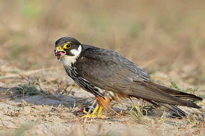弱肉强食（杀戮吞噬篇）