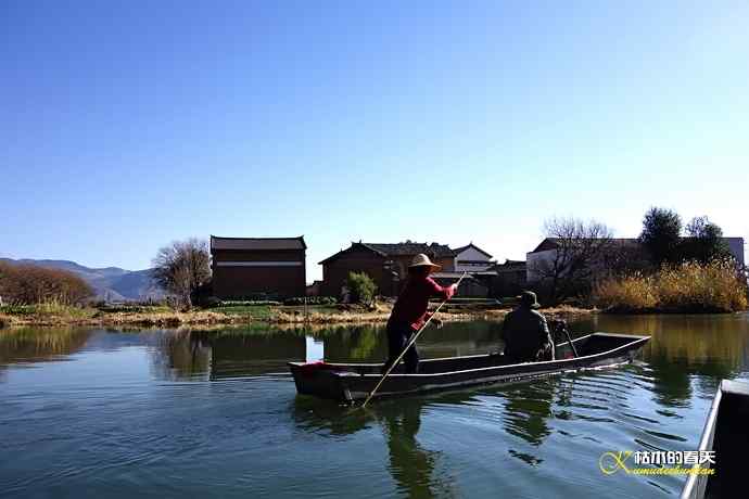 云南拍鸟：紫水鸡