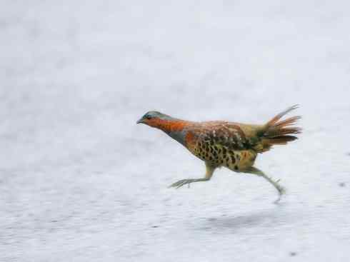 家禽驯化之源之九