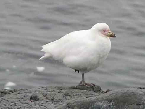 奇特的盔：白鞘嘴鸥