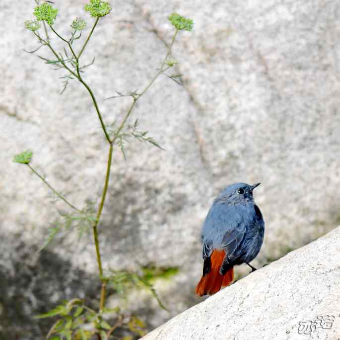 河北平山 wbr路 wbr红尾水鸲 河北平山 wbr路 wbr红尾水鸲